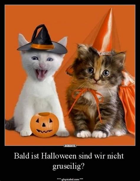 halloween bilder lustig|halloween fotos kostenlos.